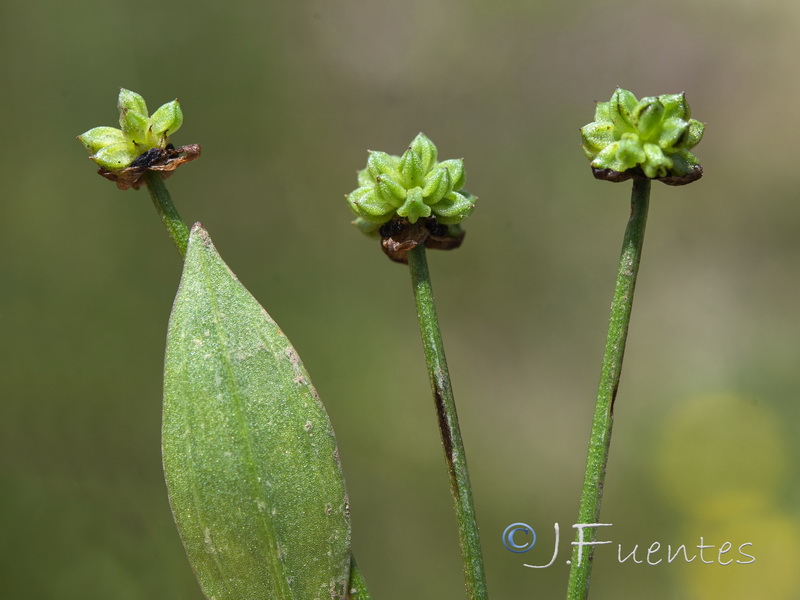 Baldellia repens repens.07