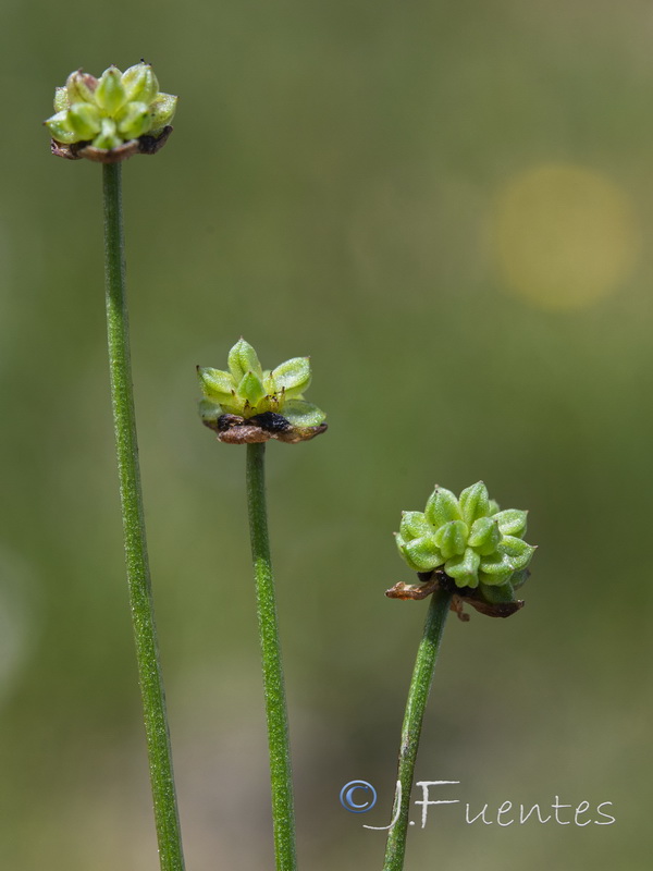Baldellia repens repens.08