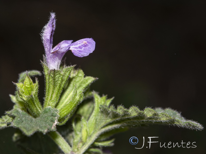 Ballota nigra.22