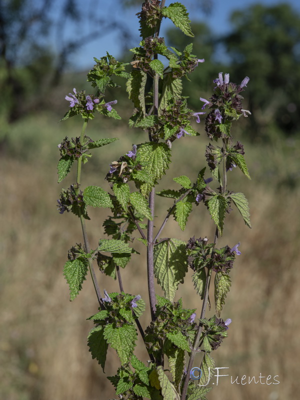 Ballota nigra.25