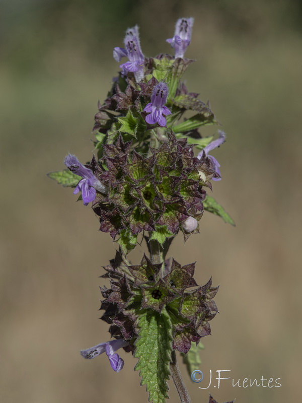 Ballota nigra.26