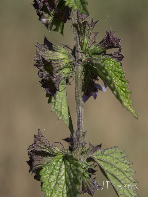 Ballota nigra.27