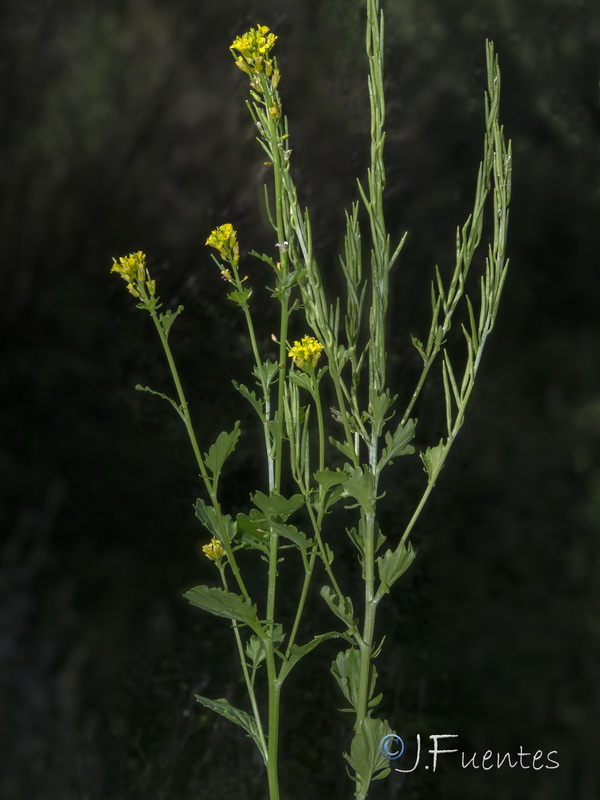 Barbarea vulgaris.01