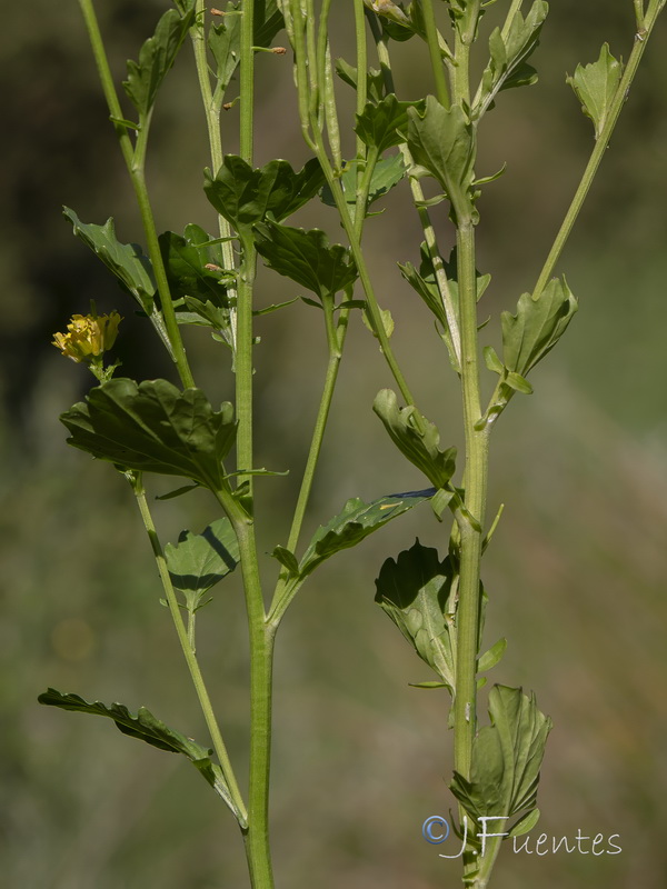 Barbarea vulgaris.02