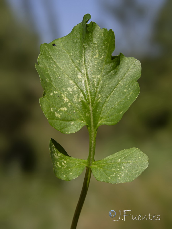 Barbarea vulgaris.03
