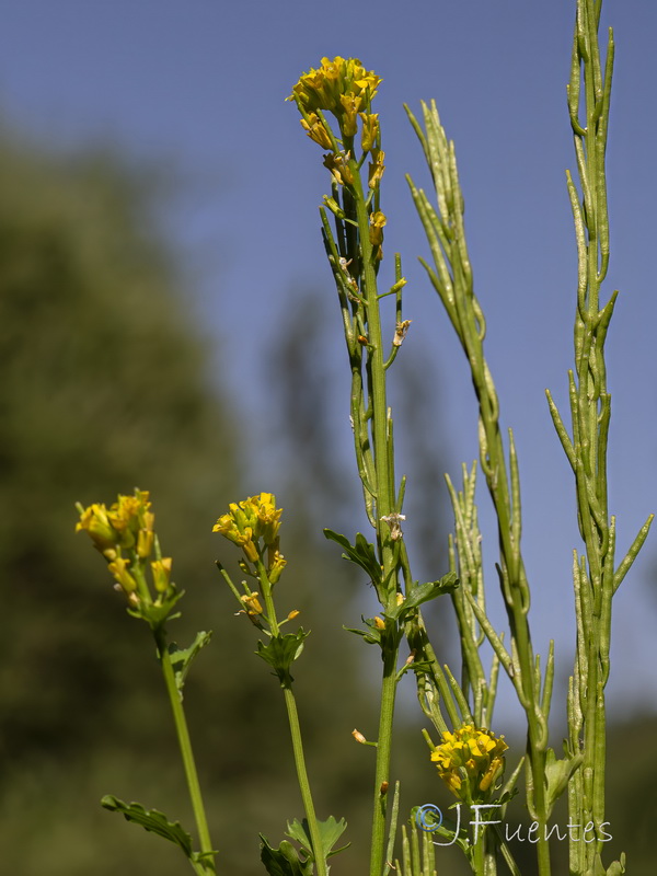 Barbarea vulgaris.04