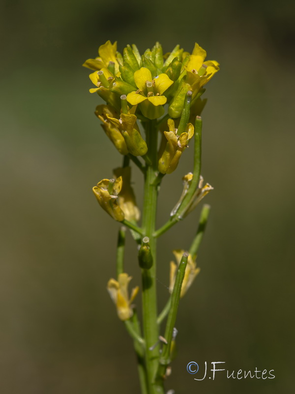 Barbarea vulgaris.05