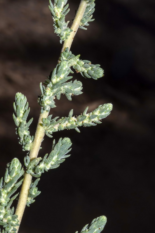Bassia hyssopifolia.01