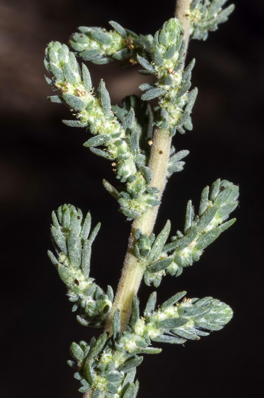 Bassia hyssopifolia.02