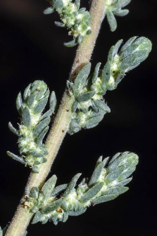 Bassia hyssopifolia.03