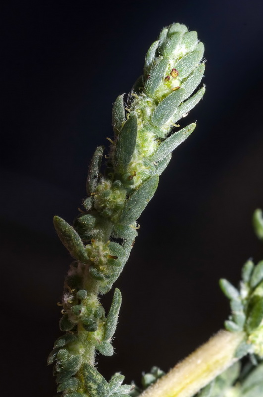 Bassia hyssopifolia.05