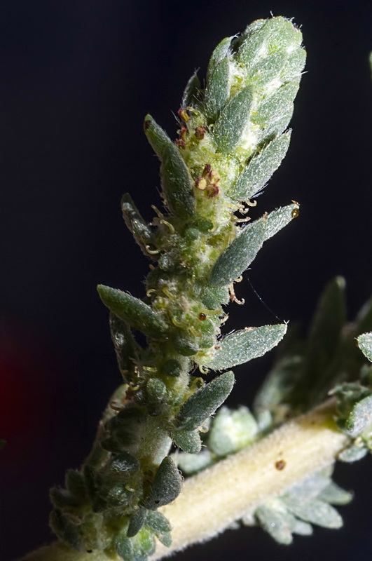 Bassia hyssopifolia.06