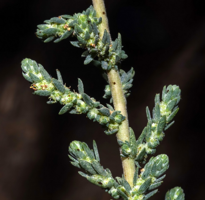 Bassia hyssopifolia.07