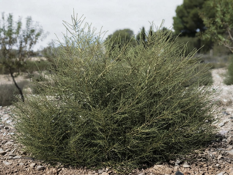 Bassia scoparia scoparia.10b