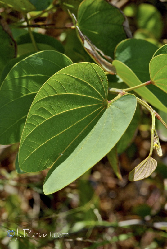 Bauhinia variegata.05