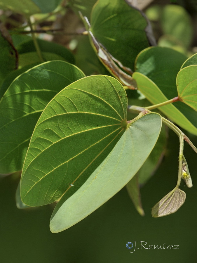 Bauhinia variegata.05b