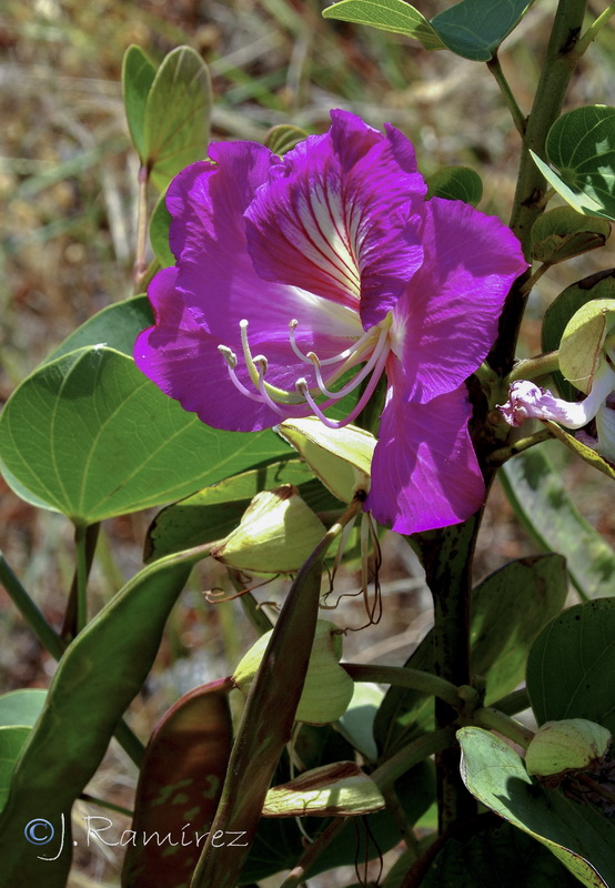 Bauhinia variegata.08