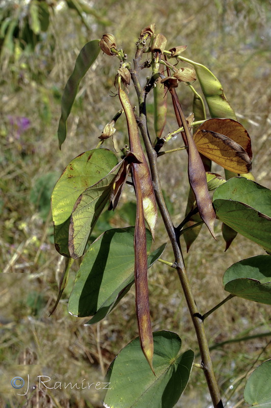 Bauhinia variegata.10