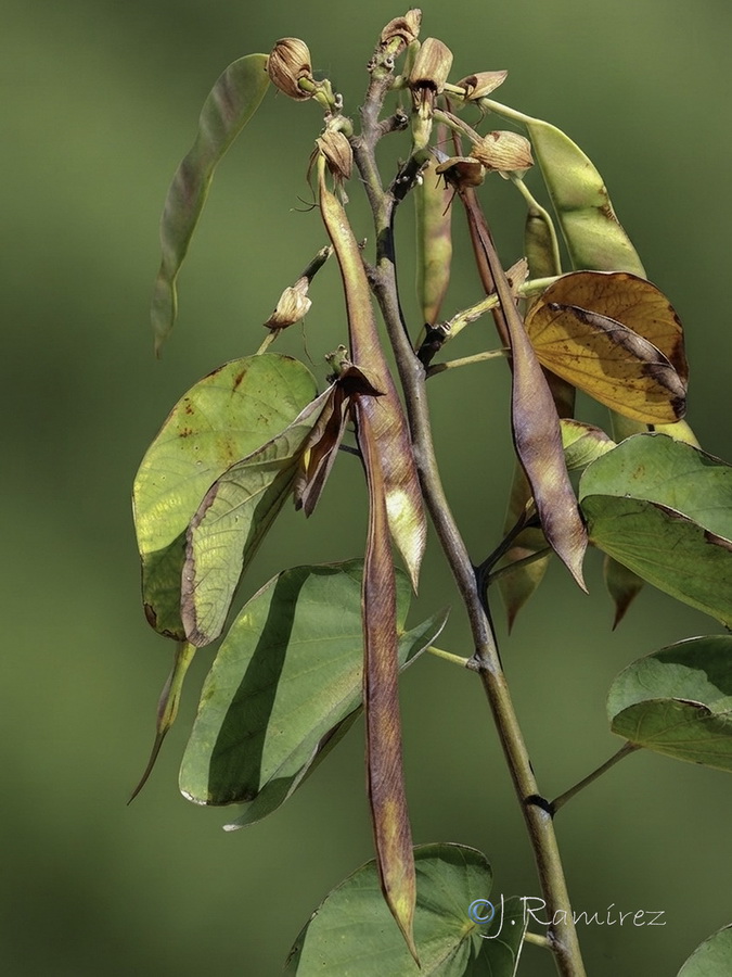 Bauhinia variegata.10b