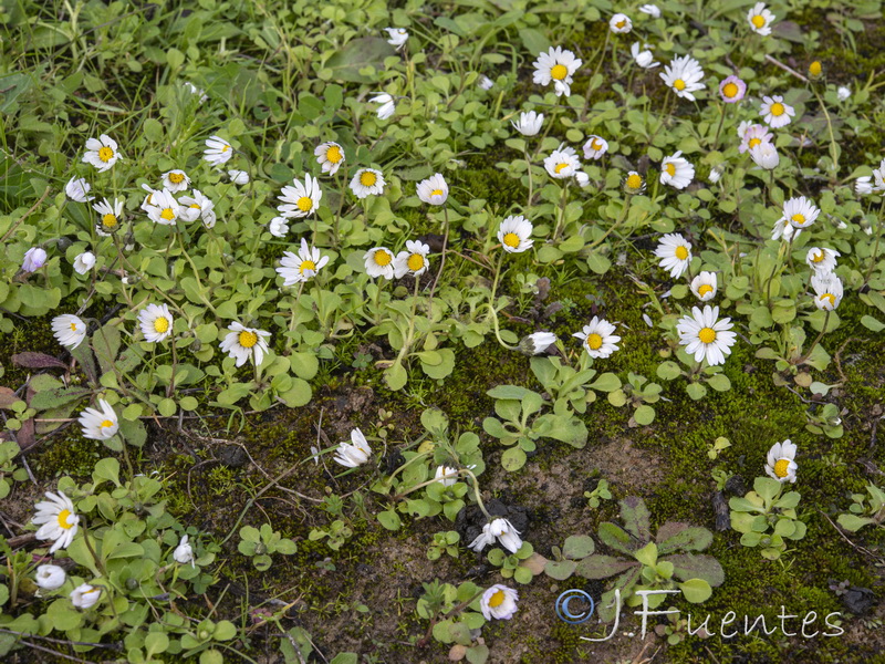 Bellis annua annua.03