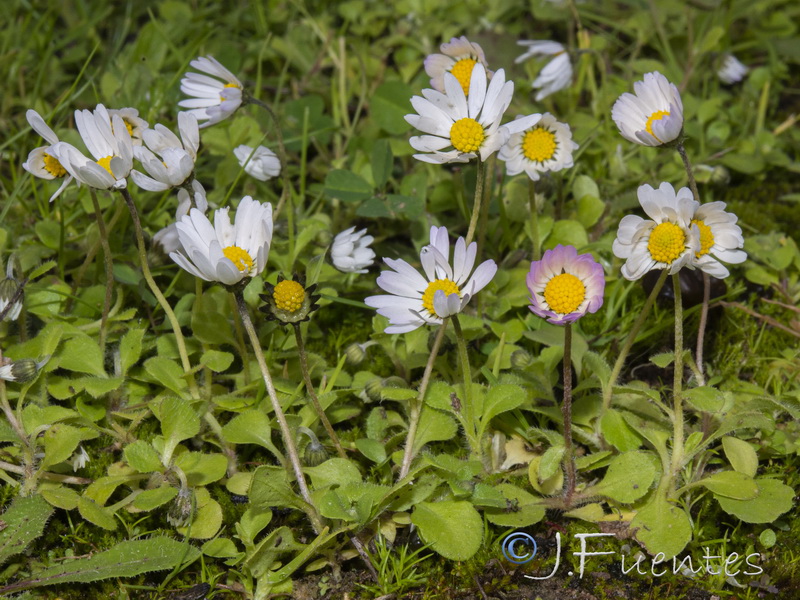 Bellis annua annua.04