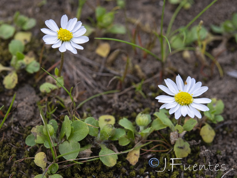 Bellis annua annua.05