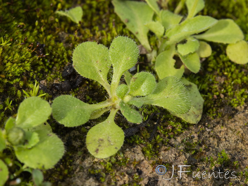 Bellis annua annua.07