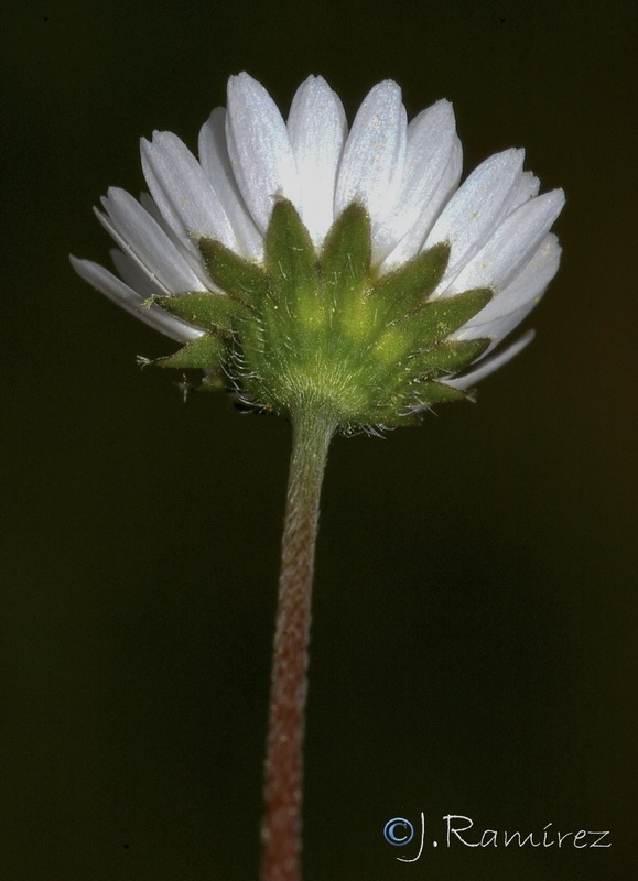 Bellis annua annua.08