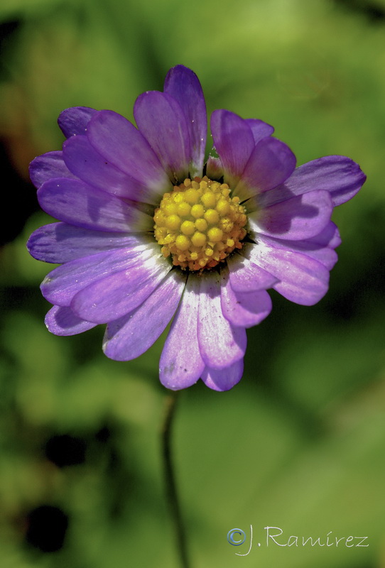 Bellis annua annua.09