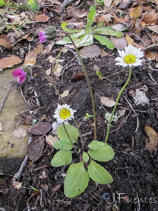 Bellis cordifolia.01