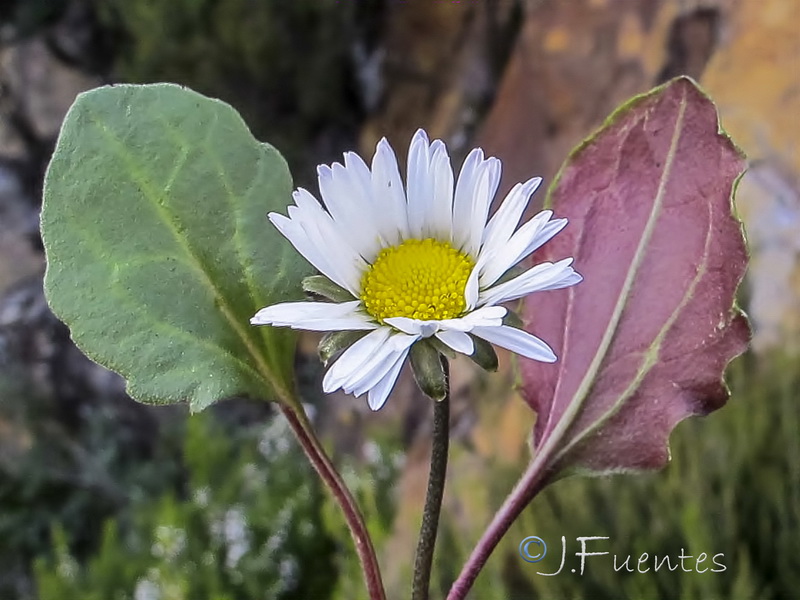 Bellis cordifolia.02