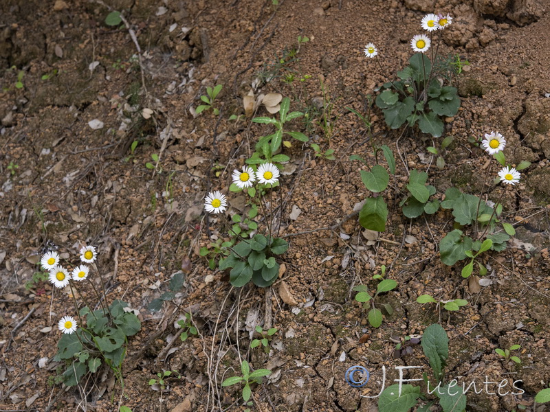Bellis cordifolia.03