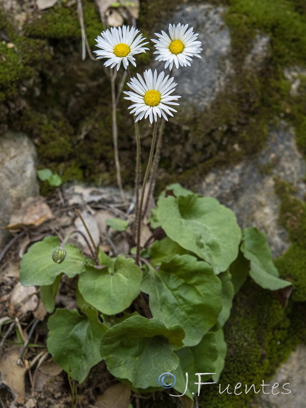 Bellis cordifolia.04