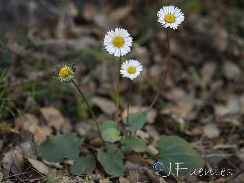 Bellis cordifolia.06