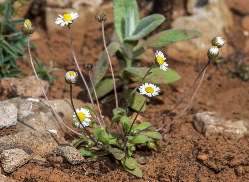 Bellis microcephala.01