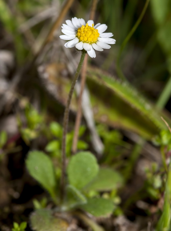Bellis microcephala.02