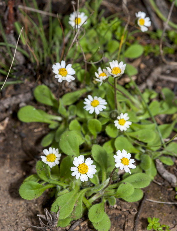 Bellis microcephala.04