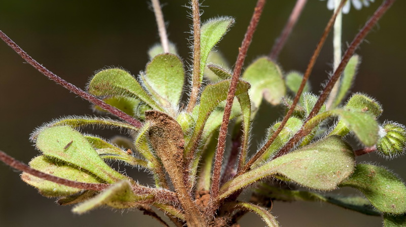 Bellis microcephala.07
