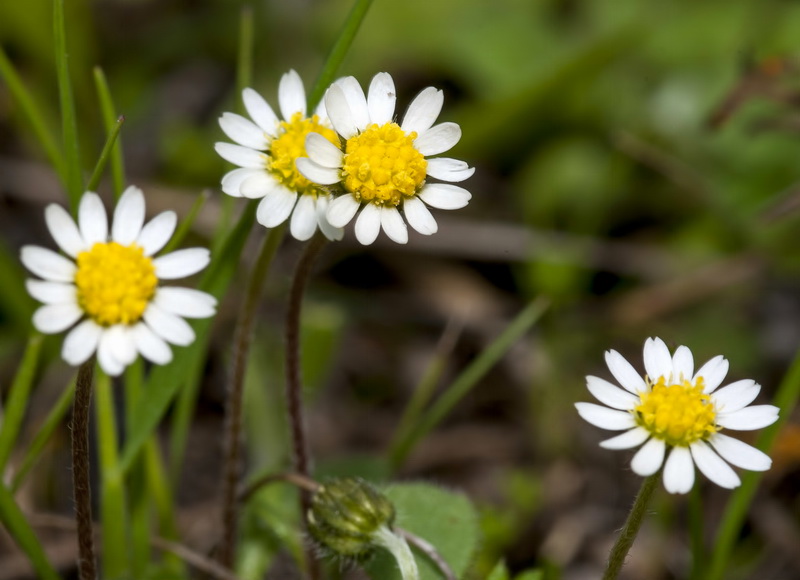 Bellis microcephala.15