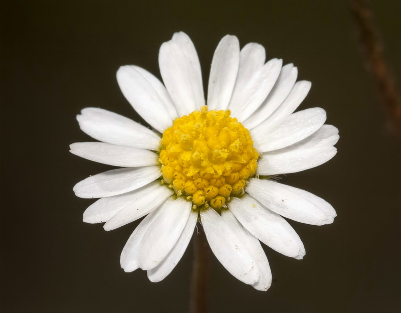 Bellis microcephala.17
