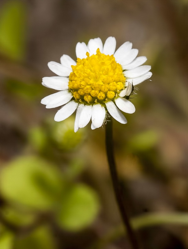 Bellis microcephala.19