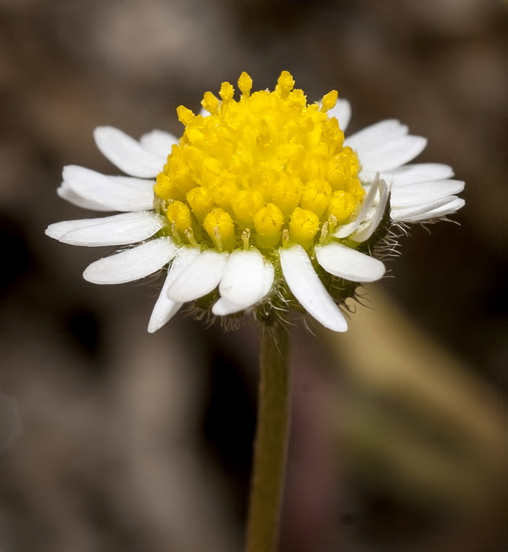 Bellis microcephala.22