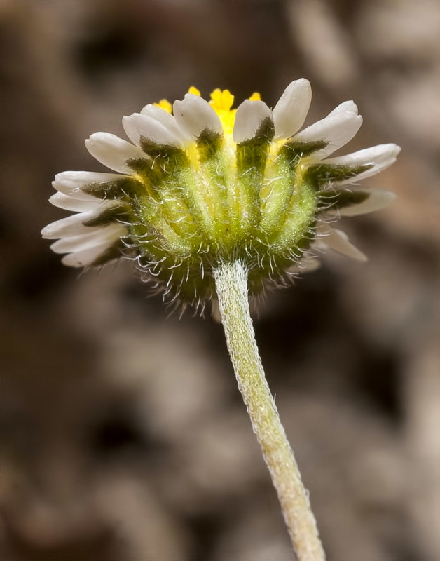 Bellis microcephala.24