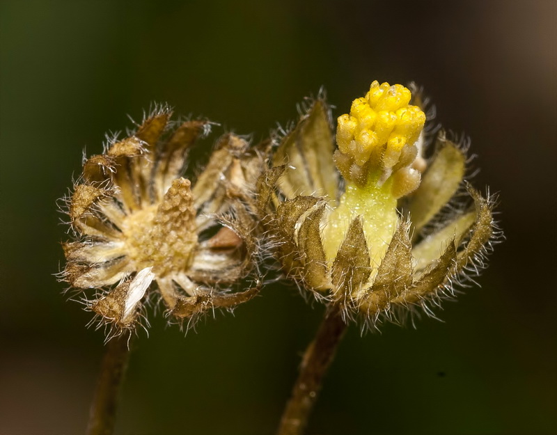 Bellis microcephala.27
