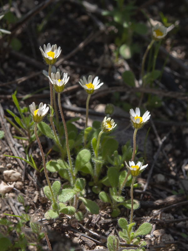 Bellis microcephala.32