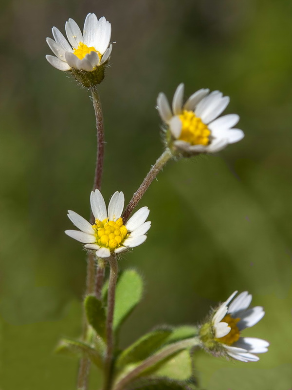 Bellis microcephala.33