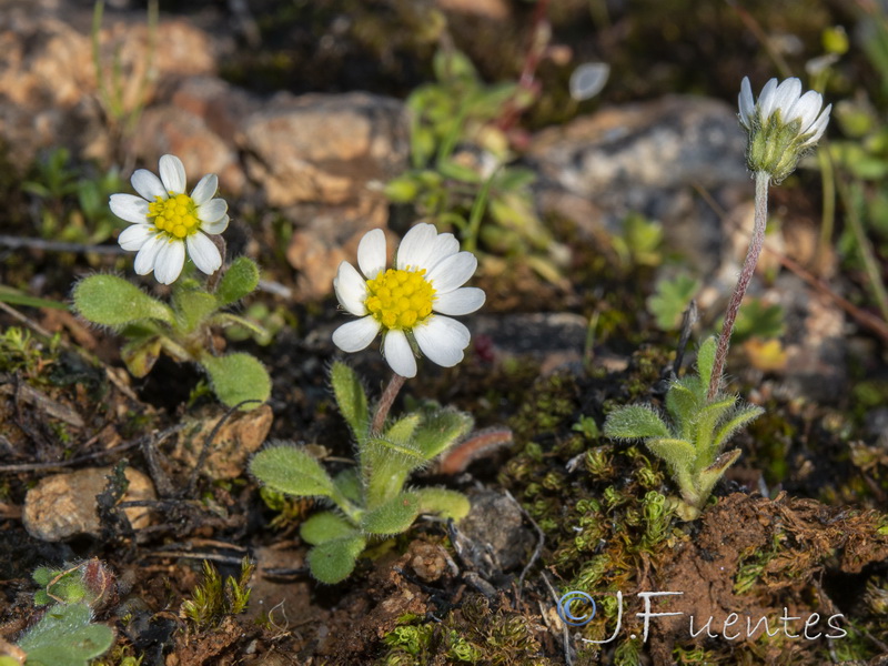 Bellis microcephala.34