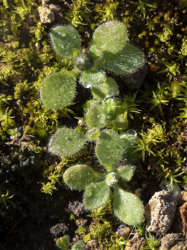 Bellis microcephala.35