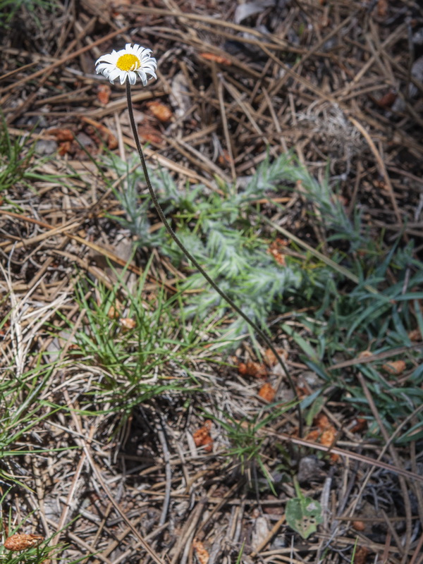 Bellis pappulosa.01