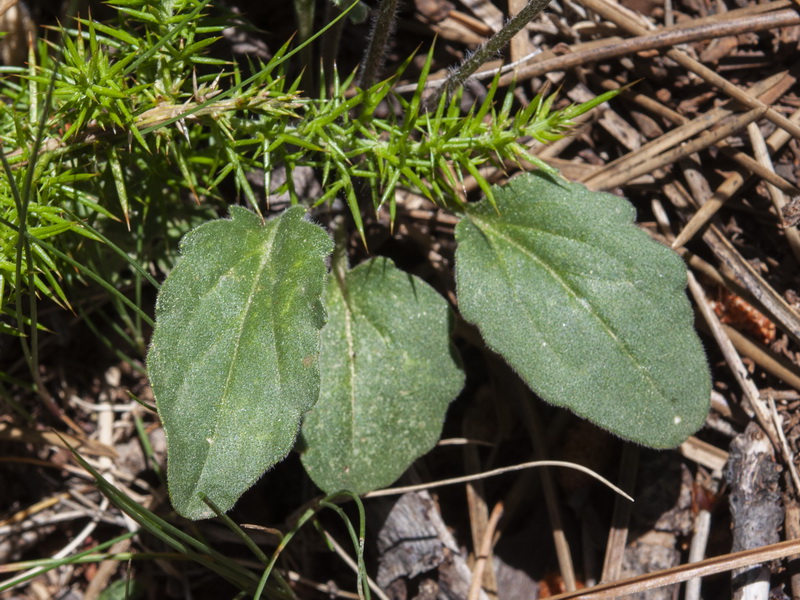 Bellis pappulosa.02